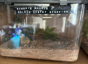 Scorpio Maurus. Golden desert scorpion