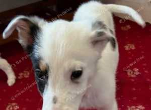 Border collie puppies