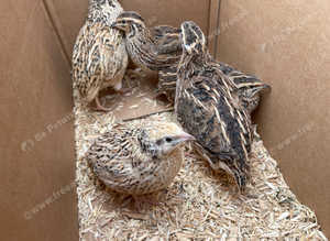 Point of lay quail for sale