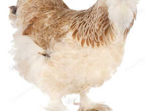 Salmon Faverolle point of lay pullets