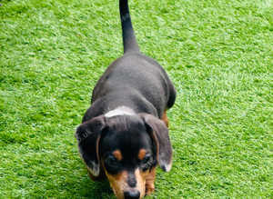 4 beautiful puppies looking for forever home