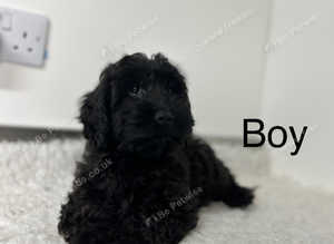 Toy cockapoo puppy ready now