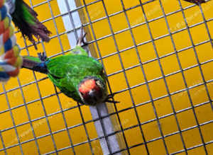 Rose Crown conures,17