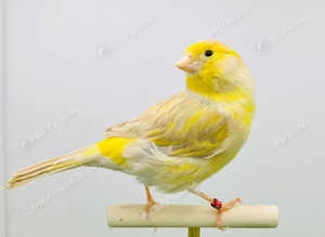 Canaries