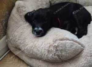 Jackapoo puppy
