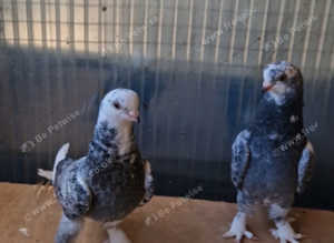 Kurdish pigeons