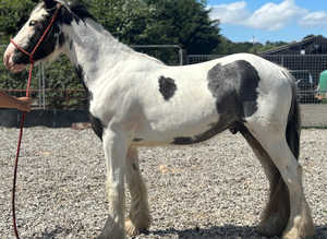 Clydesdale x cob 14'2 2 year old gelding