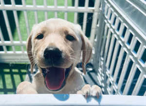 Beautiful lab puppy