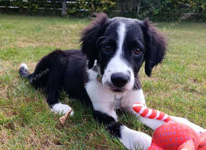 Lovely male pup RESERVED