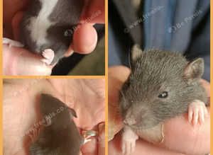 Baby girl rats