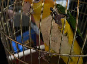 Yellow thighed caique