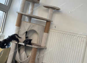 Kittens still looking for there forever home