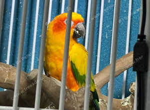 Sun conure Glasgow