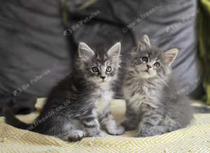 Maine coon kittens