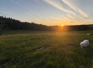 Field and stables - Shere, Guildford