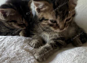 Tabby