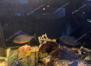 breading pair of piranahs
