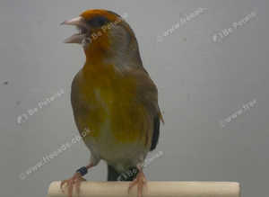 Goldfinch mule