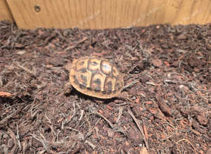 Western dwarf hermans tortoise available
