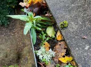 Blocked or leaking gutters ?