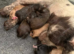Cocker spaniels