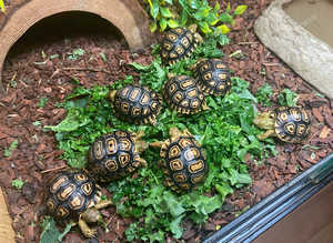 Leopard Tortoise Hatchlings