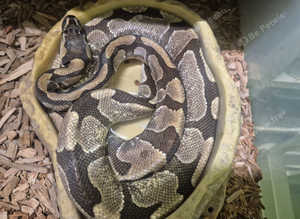 Ball python