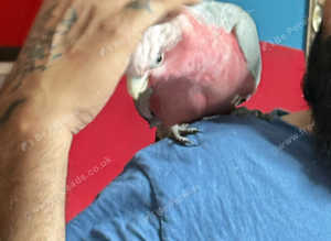 Super tame baby Cockatoo Glasgow