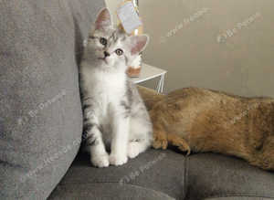 Beautiful Scottish Fold x 1 left