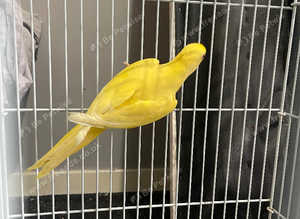 Yellow bib lorry immaculate girl rare bird