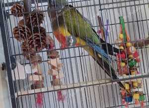 Patagonian conure
