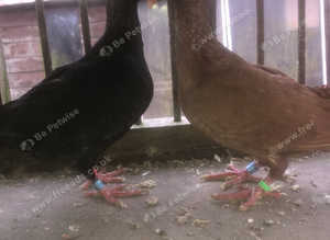 Fancy pigeons
