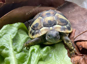 Garden Tortoise LAST ONE Hermann's from £99