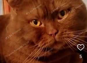 Cinnamon BSH for Stud
