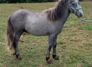 Welsh sec A colt