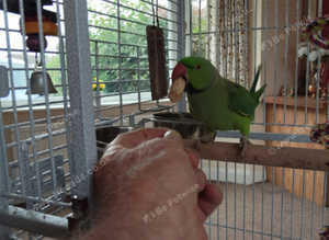 Indian ringneck parrot