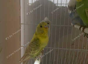Baby budgies