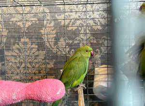 Green ringnecks