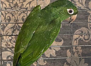 White eyed conure rare bird