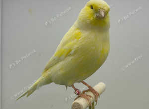 Norwich canaries
