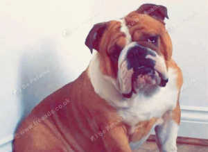 Stunning KC Reg health tested English bulldog FOR STUD only