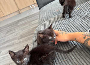 Black kittens available now