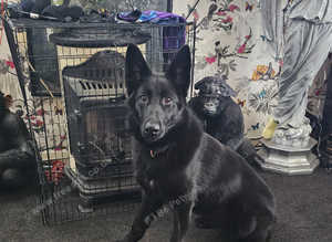 Black german shepherd