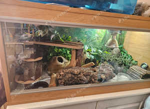 Leopard gecko and set up for sale