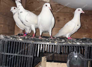 White racing pigeon