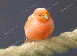 Red Canaries,18