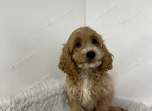 Beautiful cockapoo boy ready now