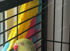 Green violet ringneck big boy immaculate