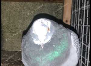 Pigeons for sale
