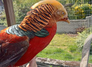 Golden Chinese pheasant